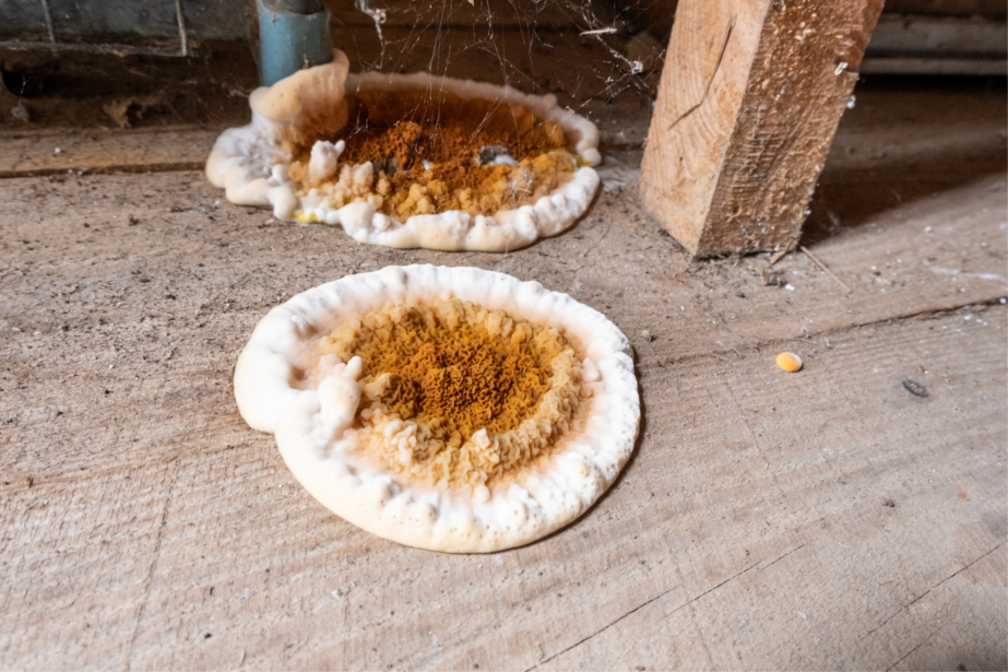 Mérule charpente bois champignon traitement sur le terrier blanc